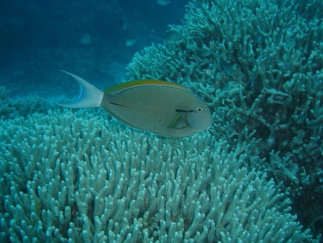 Australia – The Great Barrier Reef (43 pics)