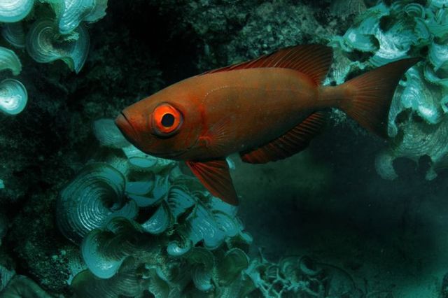 Australia – The Great Barrier Reef (43 pics)
