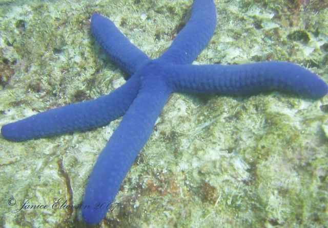 Australia – The Great Barrier Reef (43 pics)