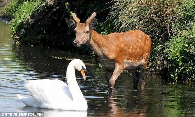 Evil swan against a young deer (5 pics)
