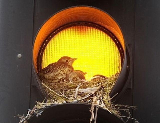 Bird nests in unusual places (14 photos)