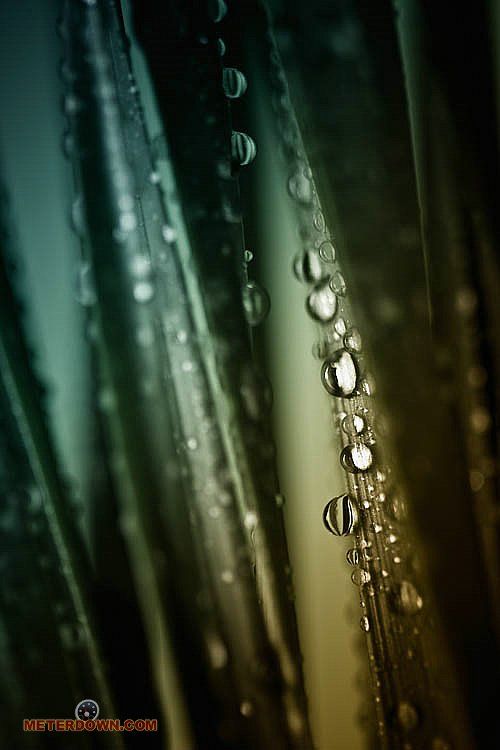 Great macro photography shots (20 pics)