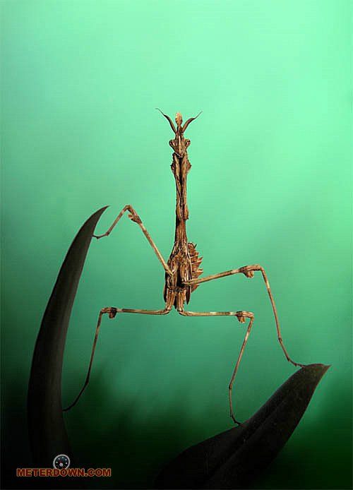 Great macro photography shots (20 pics)