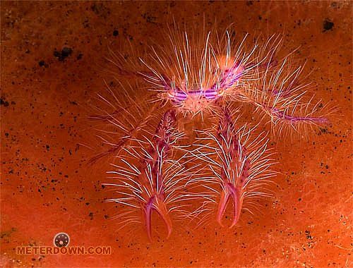 Great macro photography shots (20 pics)