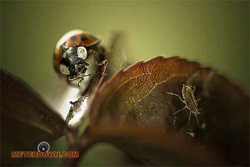 Great macro photography shots (20 pics)