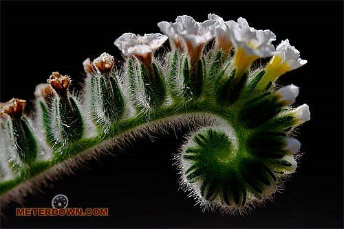 Great macro photography shots (20 pics)