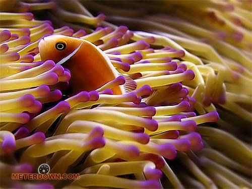 Great macro photography shots (20 pics)
