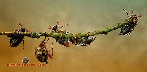 Great macro photography shots (20 pics)