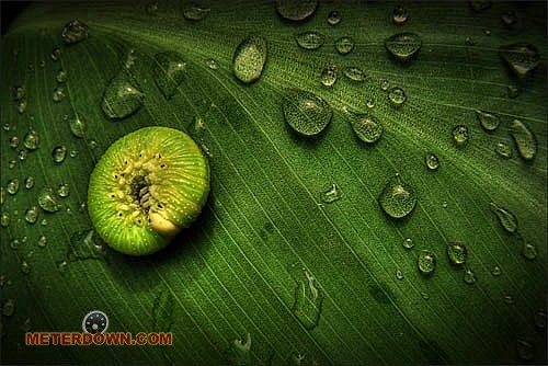 Great macro photography shots (20 pics)