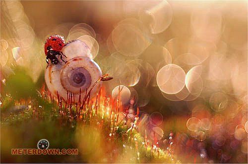 Great macro photography shots (20 pics)