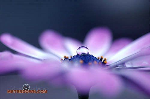 Great macro photography shots (20 pics)