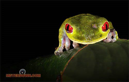 Great macro photography shots (20 pics)