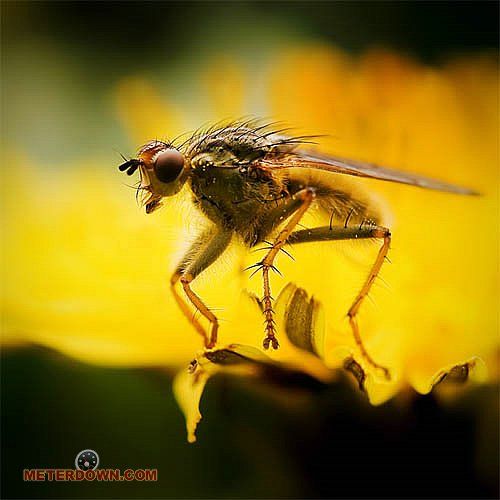Great macro photography shots (20 pics)