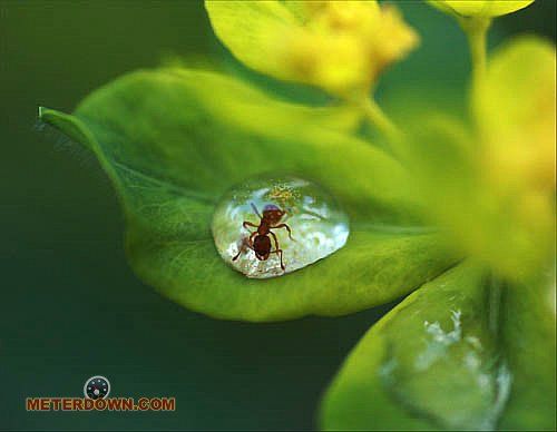 Great macro photography shots (20 pics)