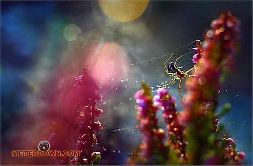 Great macro photography shots (20 pics)
