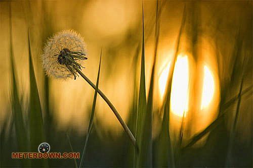 Great macro photography shots (20 pics)