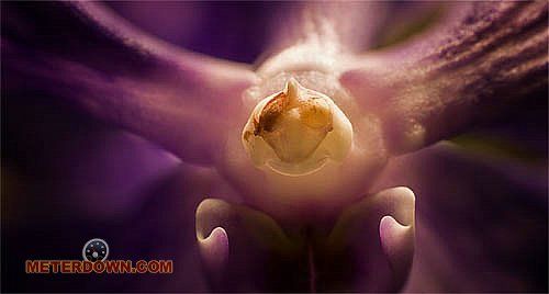 Great macro photography shots (20 pics)