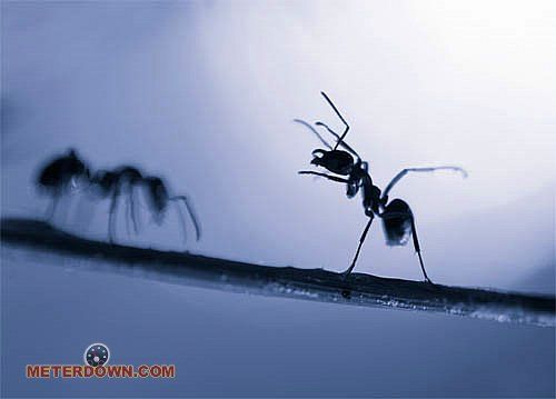 Great macro photography shots (20 pics)