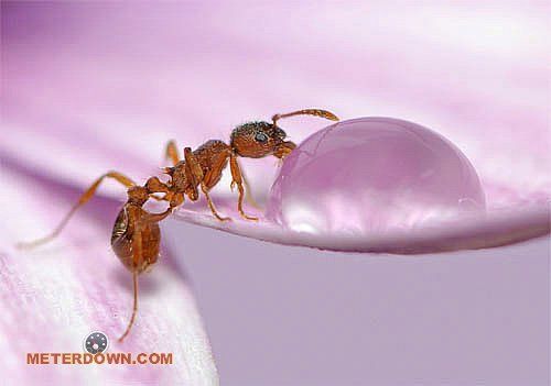 Great macro photography shots (20 pics)