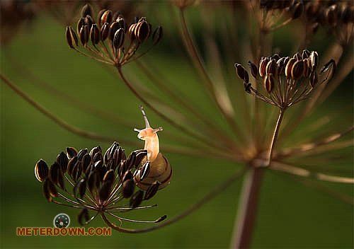 Great macro photography shots (20 pics)