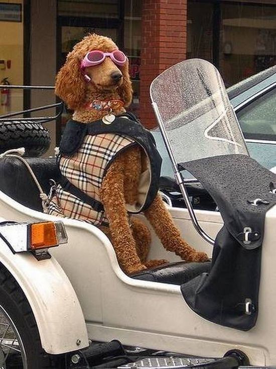 The most ridiculous Side Carts in the world (48 photos)