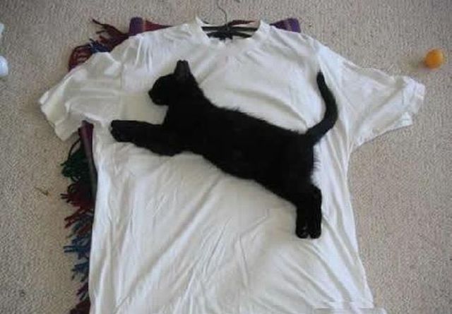 Daily picdump (93 pics)
