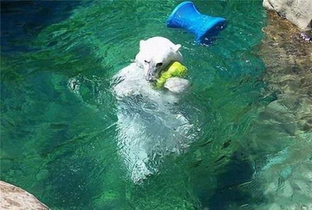 Breakfast of a polar bear (19 pics)