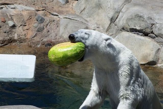 Breakfast of a polar bear (19 pics)