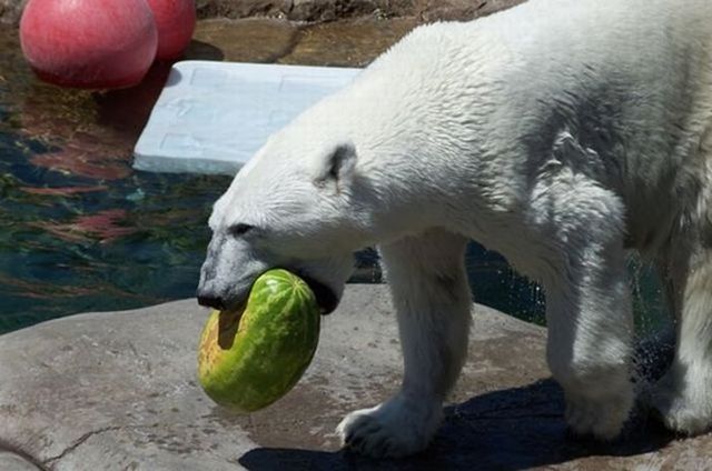 Breakfast of a polar bear (19 pics)