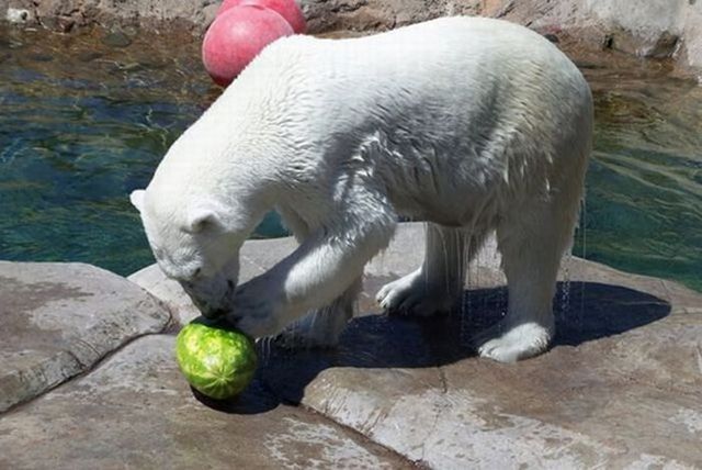 Breakfast of a polar bear (19 pics)