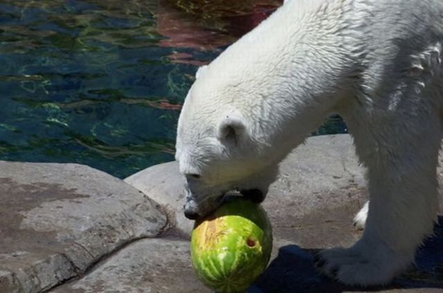 Breakfast of a polar bear (19 pics)
