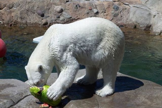 Breakfast of a polar bear (19 pics)