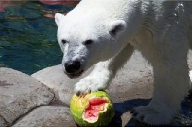 Breakfast of a polar bear (19 pics)