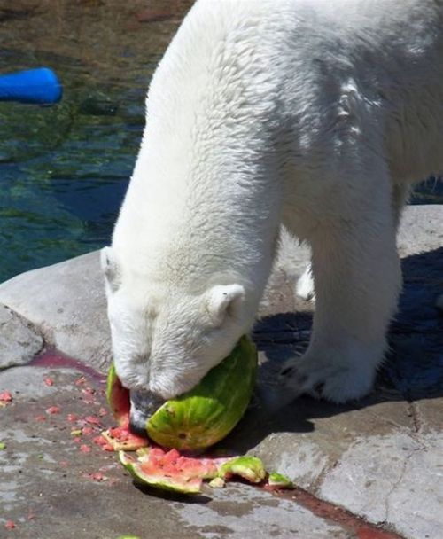 Breakfast of a polar bear (19 pics)
