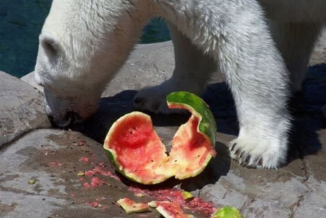 Breakfast of a polar bear (19 pics)