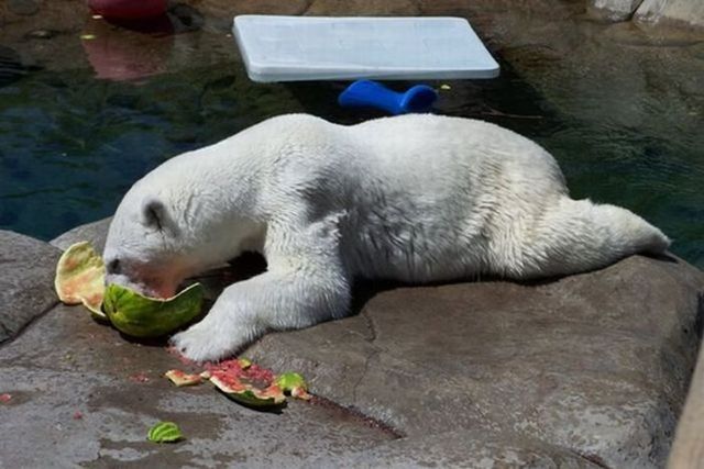 Breakfast of a polar bear (19 pics)