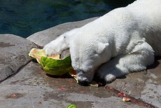 Breakfast of a polar bear (19 pics)