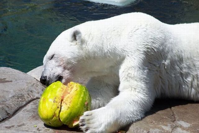 Breakfast of a polar bear (19 pics)