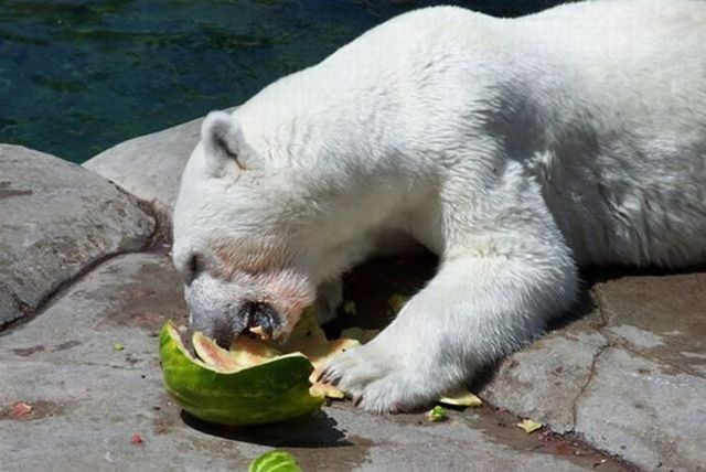 Breakfast of a polar bear (19 pics)