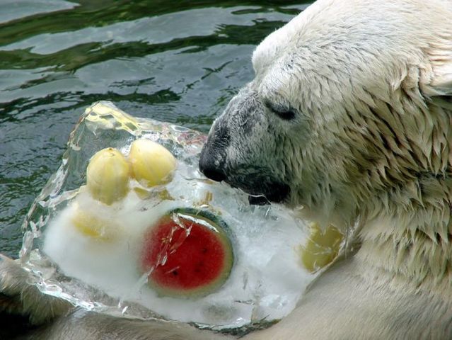Breakfast of a polar bear (19 pics)