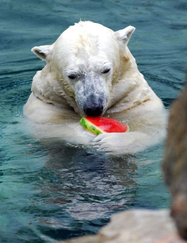 Breakfast of a polar bear (19 pics)