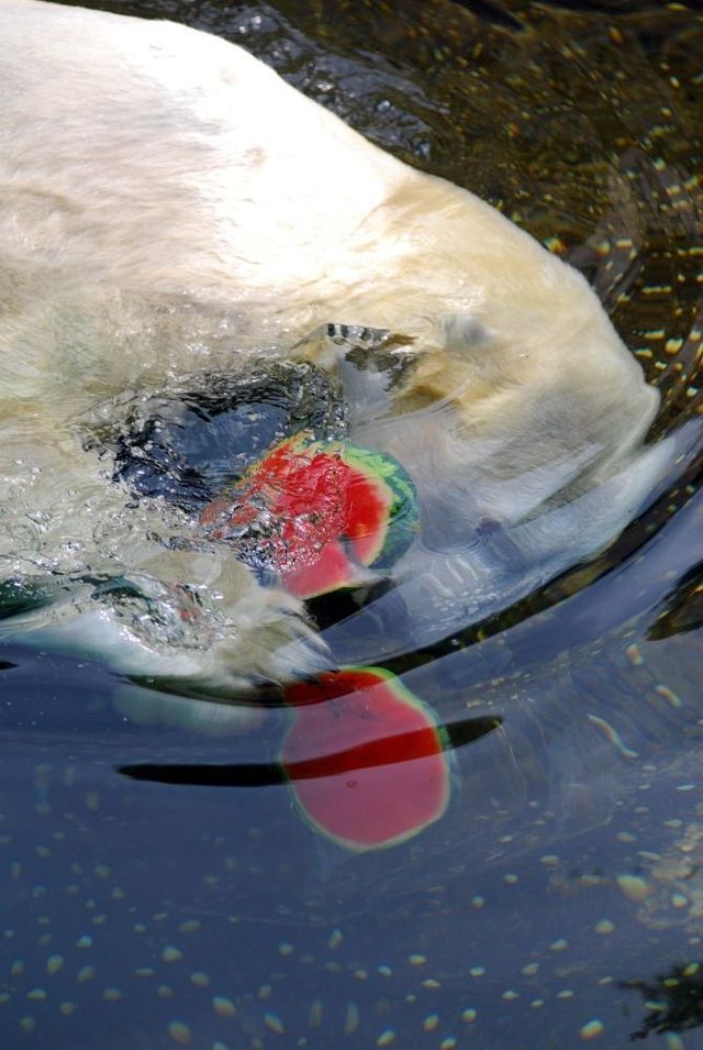 Breakfast of a polar bear (19 pics)