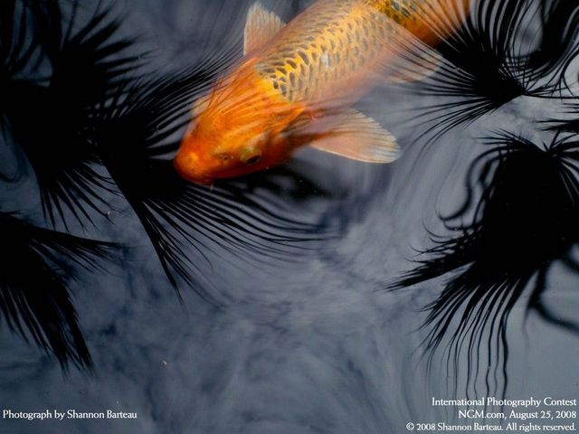 The best of International Photography Contest (50 pics)