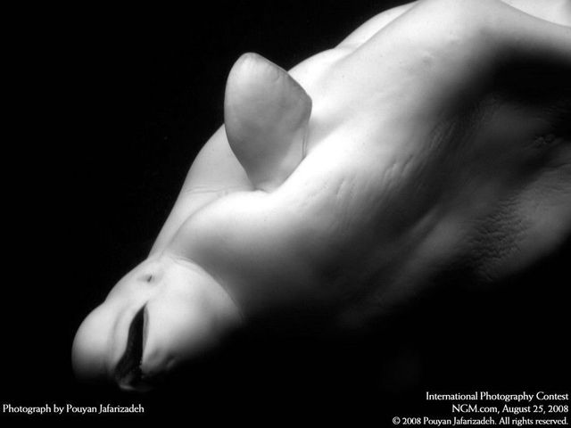 The best of International Photography Contest (50 pics)