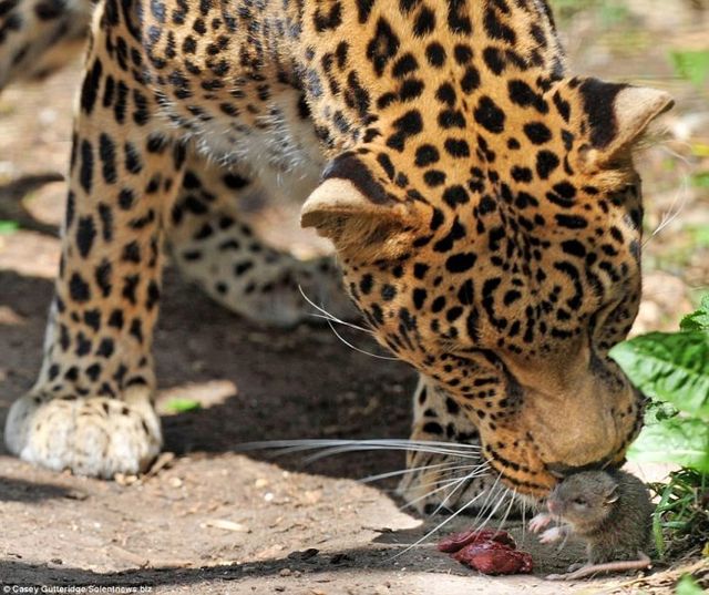 Rat against leopard (3 pics)