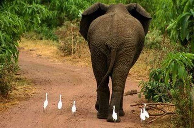 Only in Africa! (35 pics)