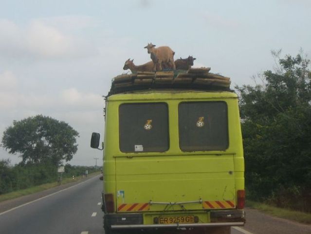 Only in Africa! (35 pics)