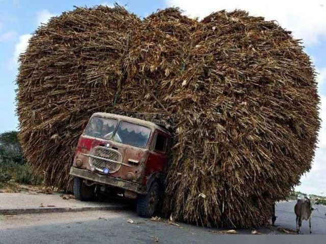 Only in Africa! (35 pics)