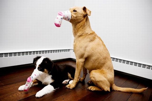 Chuck - the new star of the Internet (51 pics)