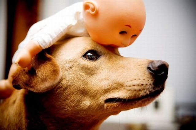 Chuck - the new star of the Internet (51 pics)